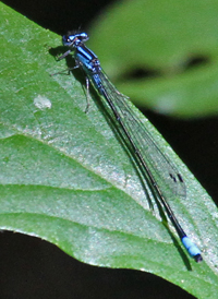 Turquoise Bluet